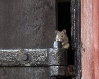 En annan mus av samma sort En annan mus av samma sort