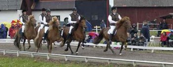 Freyja frá Tumabrekku med avkommor vid SM 2001. Foto: broncophoto.com Freyja frá Tumabrekku med avkommor vid SM 2001. Foto: broncophoto.com