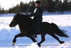 Ryttare: Thorleifur Sigfusson Foto: Bengt Hallberg Ryttare: Thorleifur Sigfusson Foto: Bengt Hallberg