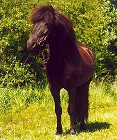 Hektor från Örvik, e. Svalur frá Glaesibae, foto: Karin Blomgren Hektor från Örvik, e. Svalur frá Glaesibae, foto: Karin Blomgren