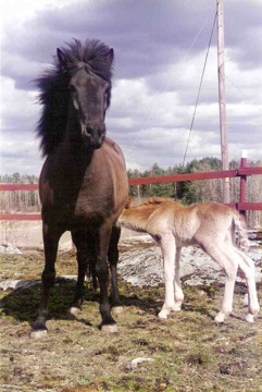 Svala från Örvik e; Svalur frá Glaesibae, foto: Malle Jöever Friman. Svala från Örvik e; Svalur frá Glaesibae, foto: Malle Jöever Friman.