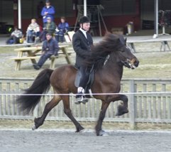 Hrafnfaxi frà Vestra-Geldingaholti, e. Nökkvi frà Vestra-Geldingaholti, foto: Hrafnfaxi frà Vestra-Geldingaholti, e. Nökkvi frà Vestra-Geldingaholti, foto: