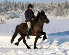Venus f Hocksbo, e. Flipi f Österåker, foto: Ia Lindholm Venus f Hocksbo, e. Flipi f Österåker, foto: Ia Lindholm