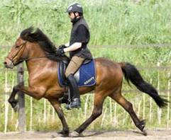 Disa från Hocksbo är u Freya frá Tumabrekku och e. Flipi från Österåker, foto: Ingela Bjurenborg Disa från Hocksbo är u Freya frá Tumabrekku och e. Flipi från Österåker, foto: Ingela Bjurenborg
