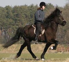 Hrisla från Skaneyland, u. Hrina Vigdis från Grandalen; foto: Stefan Nord Hrisla från Skaneyland, u. Hrina Vigdis från Grandalen; foto: Stefan Nord