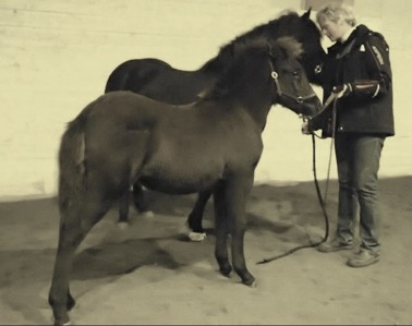 Bästa häst blev Hrafnfaxa från Kövra SE2014206115, poäng: 77,41 Far: Kastali från Västeråsen Mor: Polýanna frá Leirulæk Uppfödare och ägare: Ann-Sofie Lilja Bästa häst blev Hrafnfaxa från Kövra SE2014206115, poäng: 77,41 Far: Kastali från Västeråsen Mor: Polýanna frá Leirulæk Uppfödare och ägare: Ann-Sofie Lilja