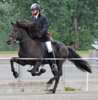 Divar från Lindnäs och Denni Hauksson, foto Susanne Wiklund. Divar från Lindnäs och Denni Hauksson, foto Susanne Wiklund.
