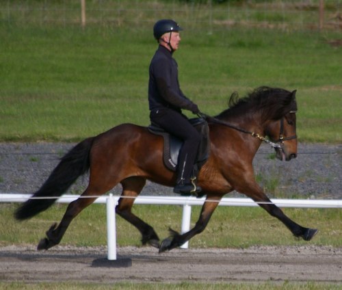 Þóra frá Prestbae, total bedömning 8.77, BLUP 133 världens högsta BLUP. Þóra frá Prestbae, total bedömning 8.77, BLUP 133 världens högsta BLUP.