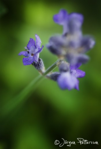 Lavendel