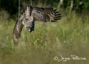 Lappuggla, Great Grey Owl, Strix nebulosa, III