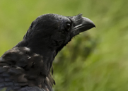 Korp,Common Raven,Corvus corax, VI