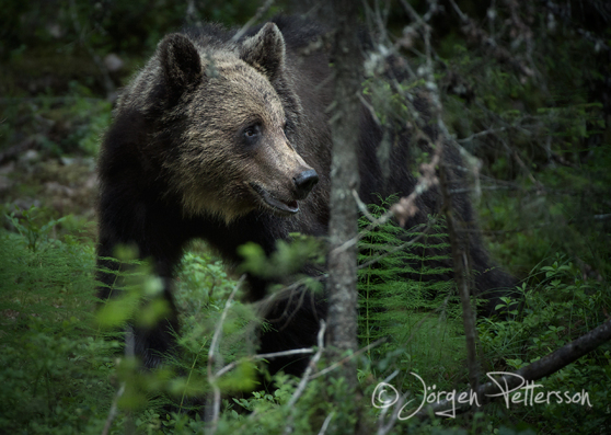 Brunbjörn, Brown bear, Ursus arctos.