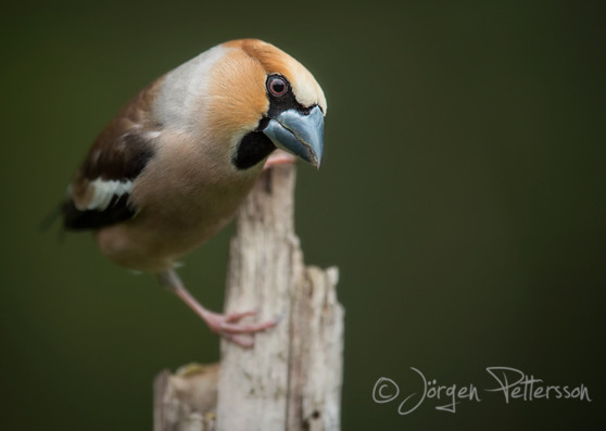 Stenknäck, Hawfinch, Coccothraustes coccothraustes
