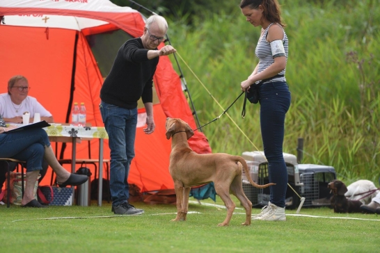 Bellnodie A Pride Of My Heart Ace "Buddha" BOS at his first show