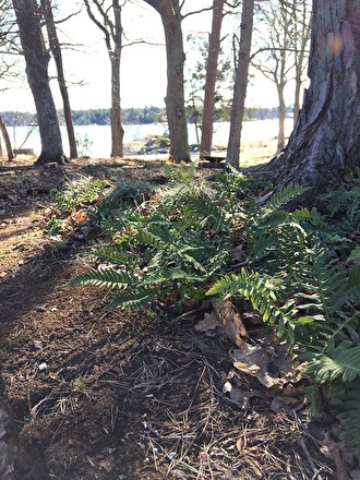 Stensöta, Polypodium vulgare, planterad i woodland Stensöta, Polypodium vulgare, planterad i woodland