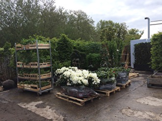 Drygt 1000 plantor för plantering av woodland Drygt 1000 plantor för plantering av woodland