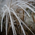20091203_frost_0168