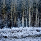 20091203_frost_0447