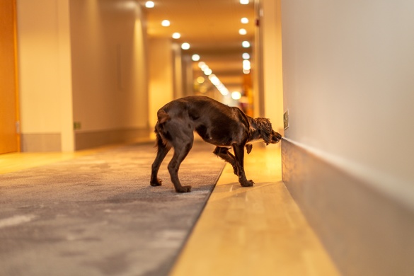 Quality Detection Dogs Quality Detection Dogs