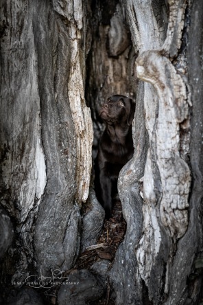 The perfect hideout for a brown Labrador puppy! Mementos Vivaldi - Melker The perfect hideout for a brown Labrador puppy! Mementos Vivaldi - Melker