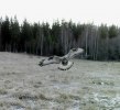 ormvråk flyger