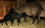 Alldeles nyfödda lamm, dessa föddes den 22 april kl 16.30! Klicka på bilden för att se den i större format! Alldeles nyfödda lamm, dessa föddes den 22 april kl 16.30! Klicka på bilden för att se den i större format!