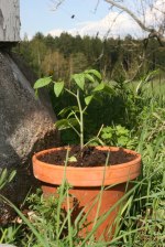 En omhuldad tomatplanta som vi hoppas få skörda om ett par månader! Klicka på bilden för att se den i större format. En omhuldad tomatplanta som vi hoppas få skörda om ett par månader! Klicka på bilden för att se den i större format.