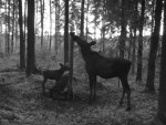 Mamma älg visar sina nya småttingar bra ställen, som till exempel var man kan hitta en smaskig saltsten! Klicka på bilden för att se den i större format! Mamma älg visar sina nya småttingar bra ställen, som till exempel var man kan hitta en smaskig saltsten! Klicka på bilden för att se den i större format!