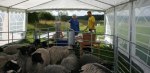 Margareta och Lasse kollar in fårflocken innan mönstringen börjar. Klicka på bilden för att se den i större format! Margareta och Lasse kollar in fårflocken innan mönstringen börjar. Klicka på bilden för att se den i större format!