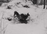 Herr och fru rådjur besöker foderplatsen regelbundet. Klicka på bilden för att se den i större format! Herr och fru rådjur besöker foderplatsen regelbundet. Klicka på bilden för att se den i större format!