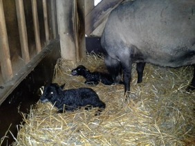 Tacka 11070 med sina nyfödda lamm. Hon har tidigare lämnat bra lamm, fjolårets bagglamm Loke, blev högt bedömd vid Riksbedömningen och finns kvar som avelsbagge i vår besästtning. Tacka 11070 med sina nyfödda lamm. Hon har tidigare lämnat bra lamm, fjolårets bagglamm Loke, blev högt bedömd vid Riksbedömningen och finns kvar som avelsbagge i vår besästtning.