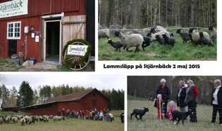 Lammstallet var iordningställt för konstutställning, lyckliga lamm och tackor skuttade ut på ängen och folk gladdes åt stunden! Lammstallet var iordningställt för konstutställning, lyckliga lamm och tackor skuttade ut på ängen och folk gladdes åt stunden!