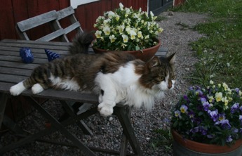 Det är bråda dagar i Maj månad, mycket ska hinnas.... men somliga här på gården stressar inte i första taget! Katten Tyson - en äkta livsnjutare! Det är bråda dagar i Maj månad, mycket ska hinnas.... men somliga här på gården stressar inte i första taget! Katten Tyson - en äkta livsnjutare!
