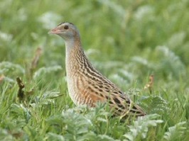 "Corncrake (Crex crex)" av Richard Wesley - http://www.flickr.com/photos/balvicar/5480680608/. Licensierad under CC BY-SA 2.0 via Wikimedia Commons - https://commons.wikimedia.org/wiki/File:Corncrake_ "Corncrake (Crex crex)" av Richard Wesley - http://www.flickr.com/photos/balvicar/5480680608/. Licensierad under CC BY-SA 2.0 via Wikimedia Commons - https://commons.wikimedia.org/wiki/File:Corncrake_