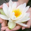 Lotus är en av dofterna hos SHAKE luftfräschare