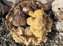 Naturliga svampar från Adriatiska havet