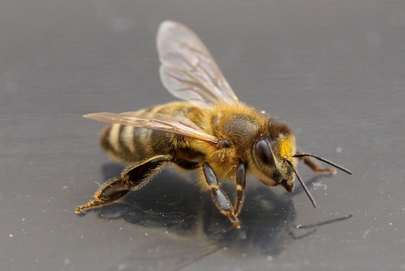 Ett bi