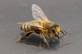 Hjälp till att rädda bina - klicka och läs