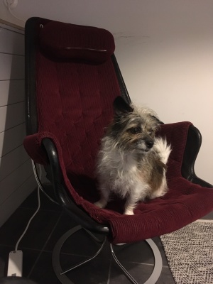 På vårt kontor på Entreprenörsgatan är hundar tillåtna. Det tycker vi på Yoma är underbart!