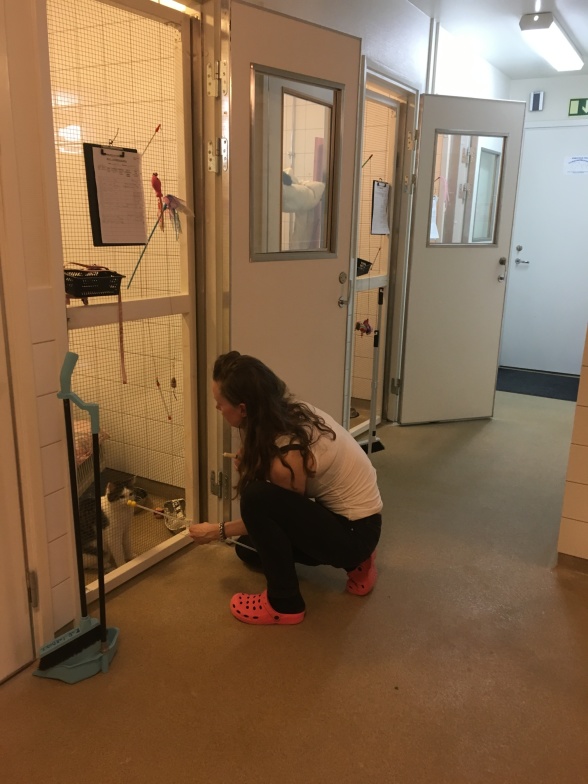 Anna tränar target från utsidan buren. Anna tränar target från utsidan buren.