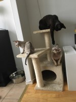 Kattunge, mamma och moster