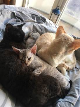 Kattfamilj med mamma, pappa och två kattungar