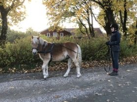 Övar tömkörning inför unghingstrådgivningen Övar tömkörning inför unghingstrådgivningen