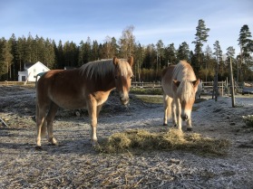 Plasq och Flaqs i hagen Plasq och Flaqs i hagen