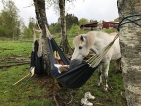 Vår Seidur är lässällskap! Vår Seidur är lässällskap!