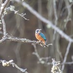 Lasse_4