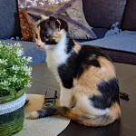 Göran J - Katt