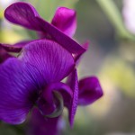 Lasse_2