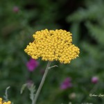 Ann-Louise_2