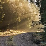 Joahim_Höstsolstrålar